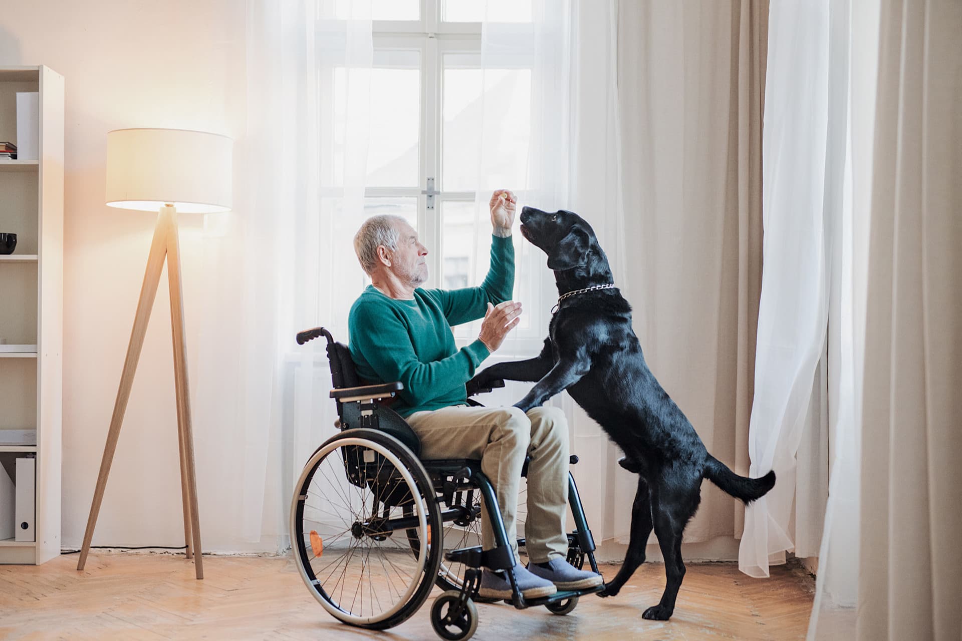 Mann, der im Rollstuhl sitzt und mit seinem Hund spielt Mann, der im Rollstuhl sitzt und mit seinem Hund spielt